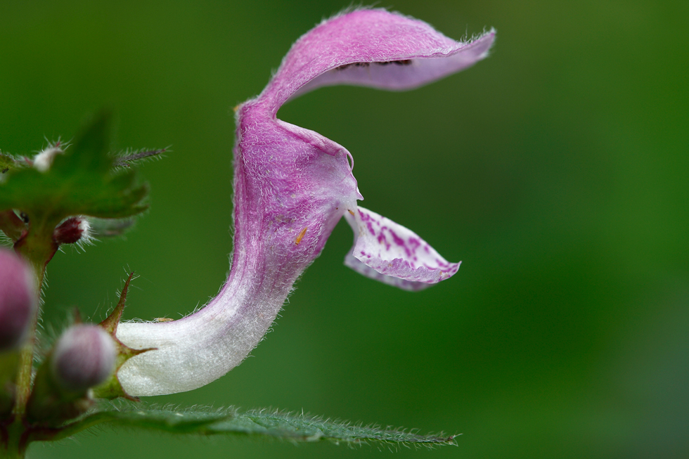 Una especie de ortiga con una bonita flor.